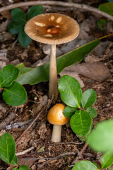 Brown amanita mushrooms