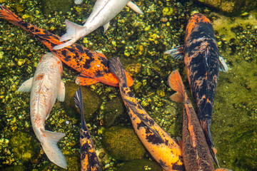  koi carp fish  in the pond