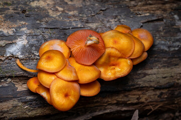 orange mushrooms on a log