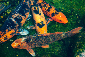  koi carp fish  goldfish in aquarium 