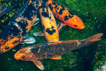  koi carp fish  goldfish in aquarium 