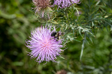 bee on thistle