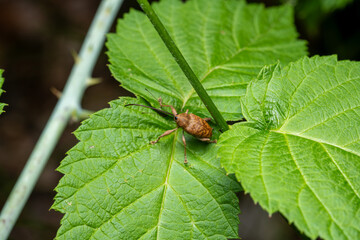 Brown weevil on leaves