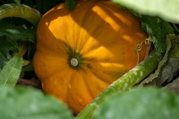 Pumpkin growing under vines