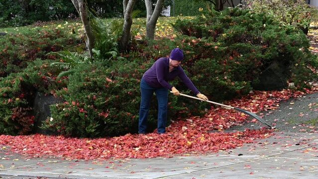 Middle-aged woman raking up colorful fallen maple leaves off a driveway and sidewalk in slow motion, start to fall cleanup yard work
