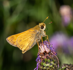 Orange butterfly on thistle flower