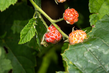Red raspberries ripening 