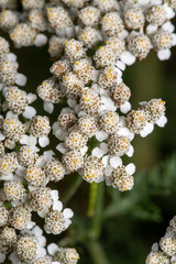 White wildflower clusters 
