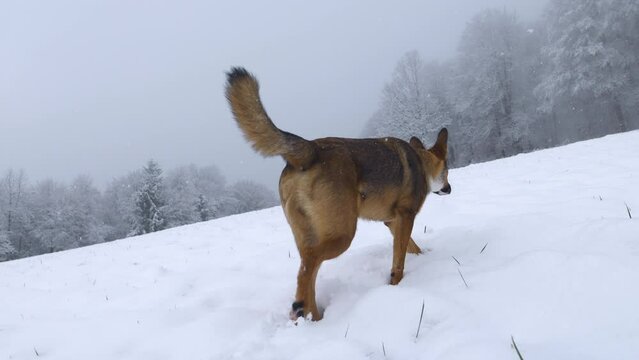 CLOSE UP: A snowy day and dog exploring and sniffing around the white meadow. Adorable mixed breed doggo is observing surroundings and sniffs a fresh blanket of snow on a winter walk during snowfall.