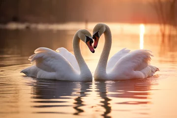 Fototapeten two white swans couple, love © RJ.RJ. Wave