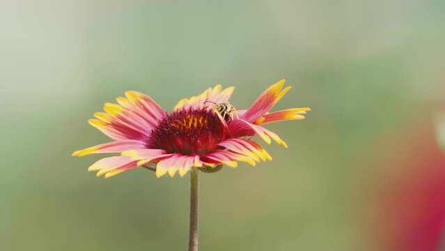 Bumblebee ballet on a cockade flower, a mesmerizing dance of nature's pollination in a vibrant garden.