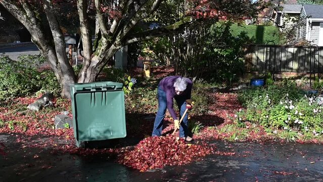 Middle-aged woman shoveling a pile of wet maple leaves off a driveway into a yard waste container in slow motion
