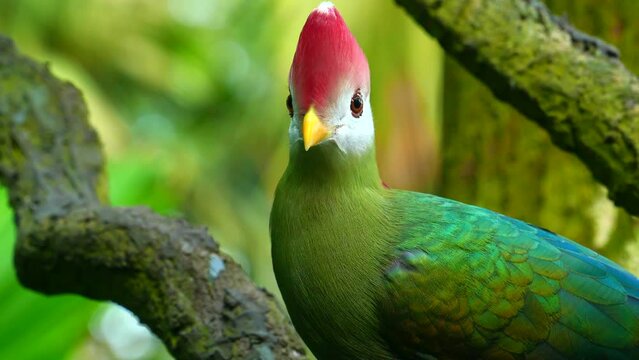 Red-Crested Turaco, green bird with red head, in nature habitat,