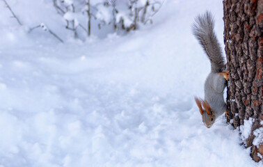 Squirrel in the Winter Descends from a Tree to Snow.