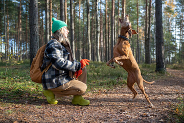 Middle aged woman training dog feeds as reward for execution of command walking in pine tree forest. Dog catching treat in air jumping on nature in autumn park. Pet education maintenance concept.