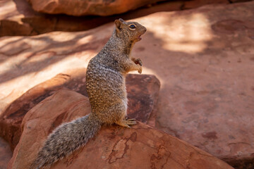 Squirrel loiking amazed