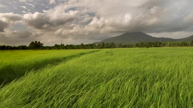 Rice field scenery and green rice leaves fluttering in the wind in 4K video with the dull light of the rainy season sky