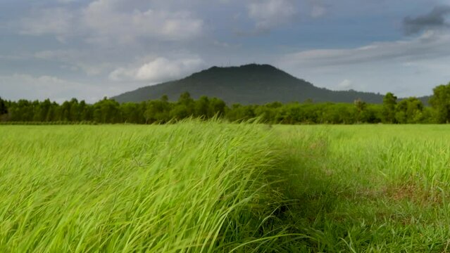 Rice field scenery and green rice leaves fluttering in the wind in 4K video with the dull light of the rainy season sky
