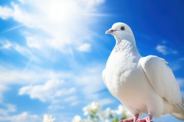 Dove in the air with wings wide open in-front of the sun