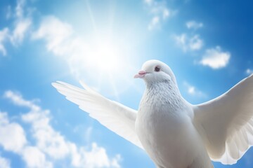Dove in the air with wings wide open in-front of the sun