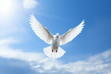 Obraz premium Dove in the air with wings wide open in-front of the sun