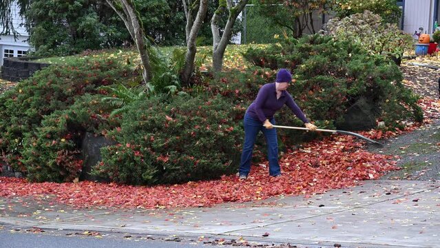Middle-aged woman raking up colorful fallen maple leaves off a driveway and sidewalk, start to fall cleanup yard work
