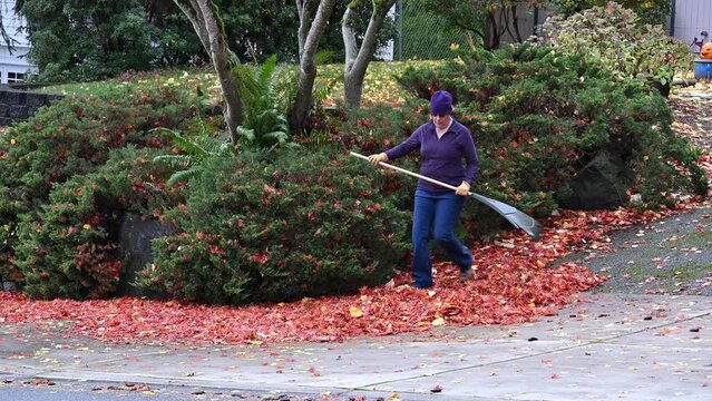 Middle age woman walking up to a rake and pile of fallen maple leaves, start fall cleanup yard work
