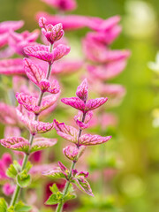 Salvia pink flowers with green leaves Blossom, medicinal plant in summer, close-up