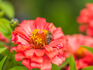 A bee collects nectar from Red marigolds flower in the garden in summer close-up.