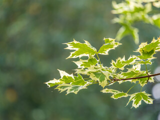 Green and white foliage of Norway Maple 'Drummondii' - Acer platanoides Variegata