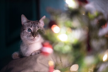 A Blue-Eyed Cat looking at a Christmas Tree