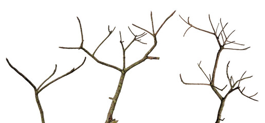tree death or branch die isolated on white background.png - obrazy, fototapety, plakaty