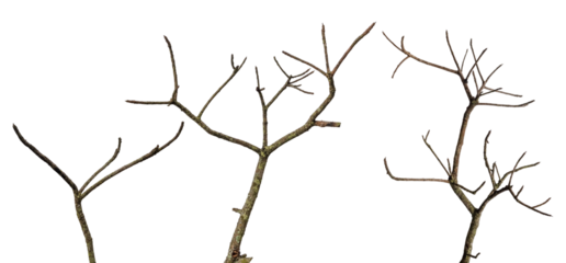 tree death or branch die isolated on white background.png