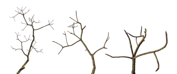 tree death or branch die isolated on white background.png