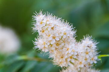 Oak-leaved spirea, Spiraea chamaedryfolia, blooms luxuriantly with small white flowers in the garden