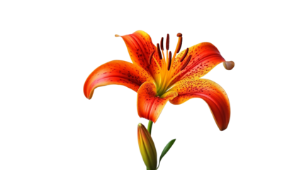 Blooming orange lily stem on white background, , PNG Transparency