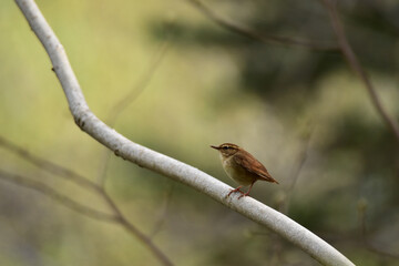 太い枝に止まるヤブサメ