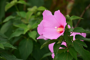 ピンクのフヨウ