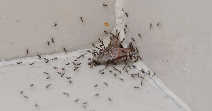 Ants are trying to drag a gadfly into an anthill, 4k, 60fps