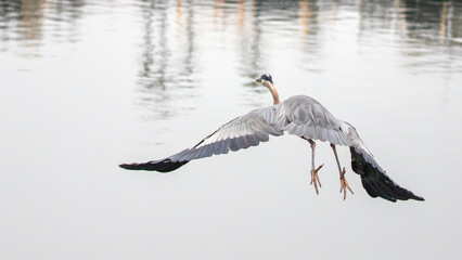 Great Blue Heron flying in Ventura harbor Ventura California United States