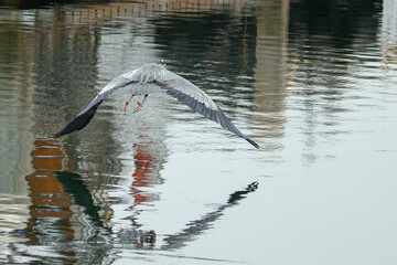 Great Blue Heron flying low and reflecting in Ventura harbor Ventura California United States