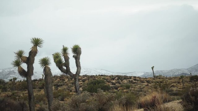 Winter scene during a snowfall in the Joshua Tree National Park.,
