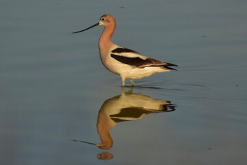 American Avocet