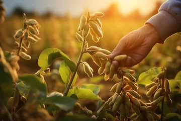 Deurstickers farmer hands harvesting soybeans tree at soybean farm bokeh style background © toonsteb