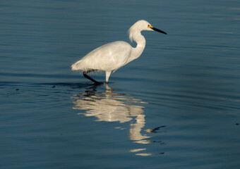 Egret on the Water