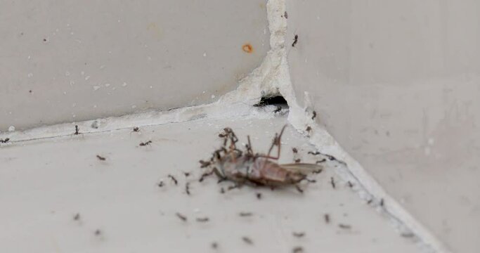 Ants are trying to drag a gadfly into an anthill, accelerated video, 4k, 60fps