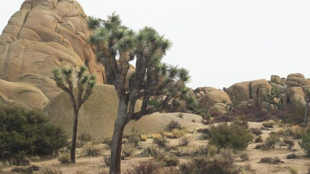 Yucca tree during a snowfall in the Joshua Tree National Park