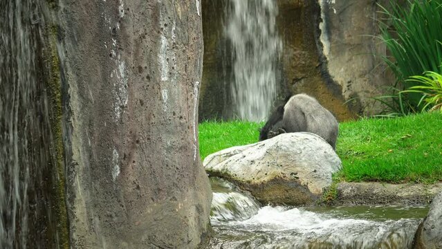 Sleeping Gorilla near a waterfall.
