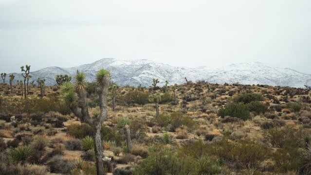 Winter panorama in the desert.