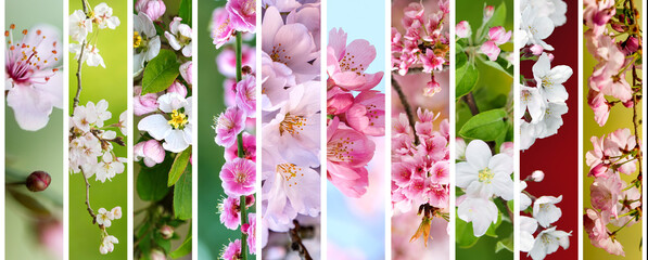 Collage of blossoming branches and vibrant spring flowers - 677966295